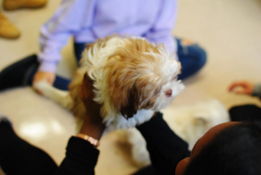 One of four puppies brought to help de-stress students before finals week. 