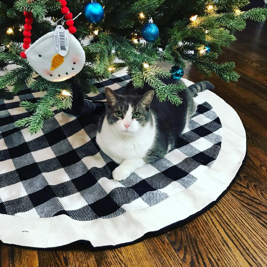 Ms. Kenny-Jones's (photogenic) cat, Sydney Jones